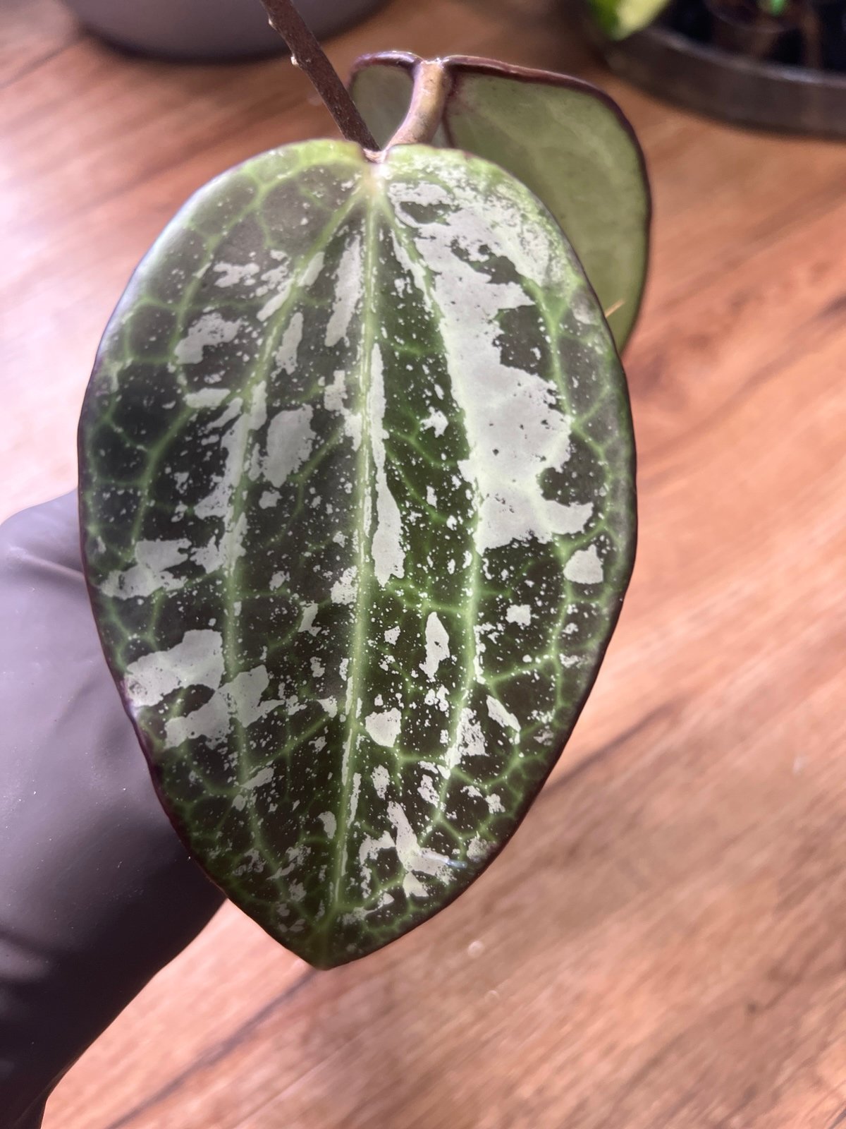 Hoya Latifolia Silver sp. Indonesia