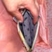 Vendula London Piggy Bank pouch/crossbody