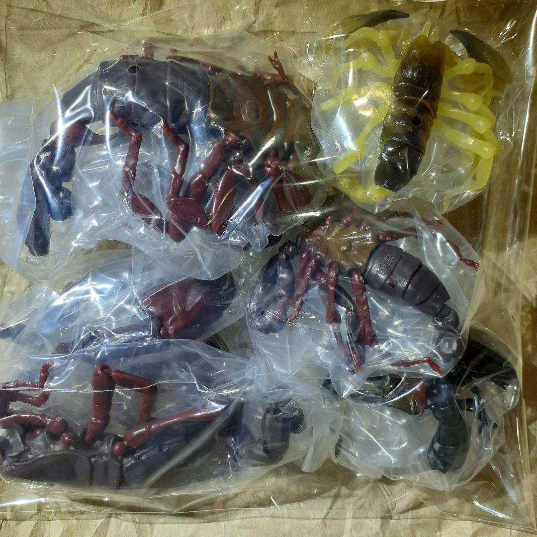 Living Beings Encyclopedia Scorpion All 5 Species