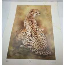 Betty Allison: The Cheetah. Framed print 1978 San Antonio Texas, USA.