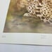 Betty Allison: The Cheetah. Framed print 1978 San Antonio Texas, USA.