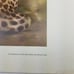 Betty Allison: The Cheetah. Framed print 1978 San Antonio Texas, USA.