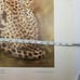 Betty Allison: The Cheetah. Framed print 1978 San Antonio Texas, USA.