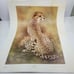 Betty Allison: The Cheetah. Framed print 1978 San Antonio Texas, USA.