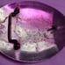 Western Belt buckle