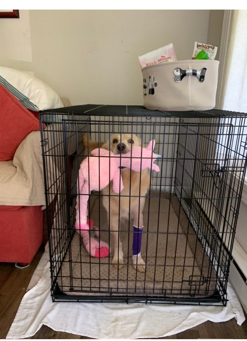 dog cage