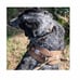 I urgently need to sell Carhartt dog training rope. S, M, OVER, brand new