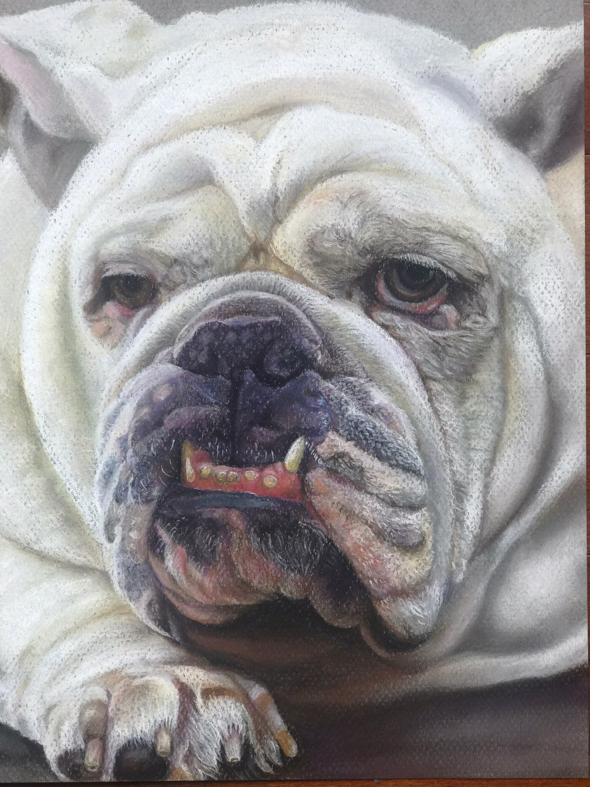 Original pastel drawing of bulldog