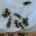 Chess set from africa handcrafted RARE !