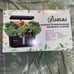 Indoor hydroponics desktop growing system