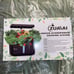 Indoor hydroponics desktop growing system