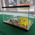 10 gallon fish tank
