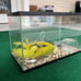 10 gallon fish tank