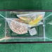 10 gallon fish tank