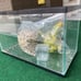 10 gallon fish tank