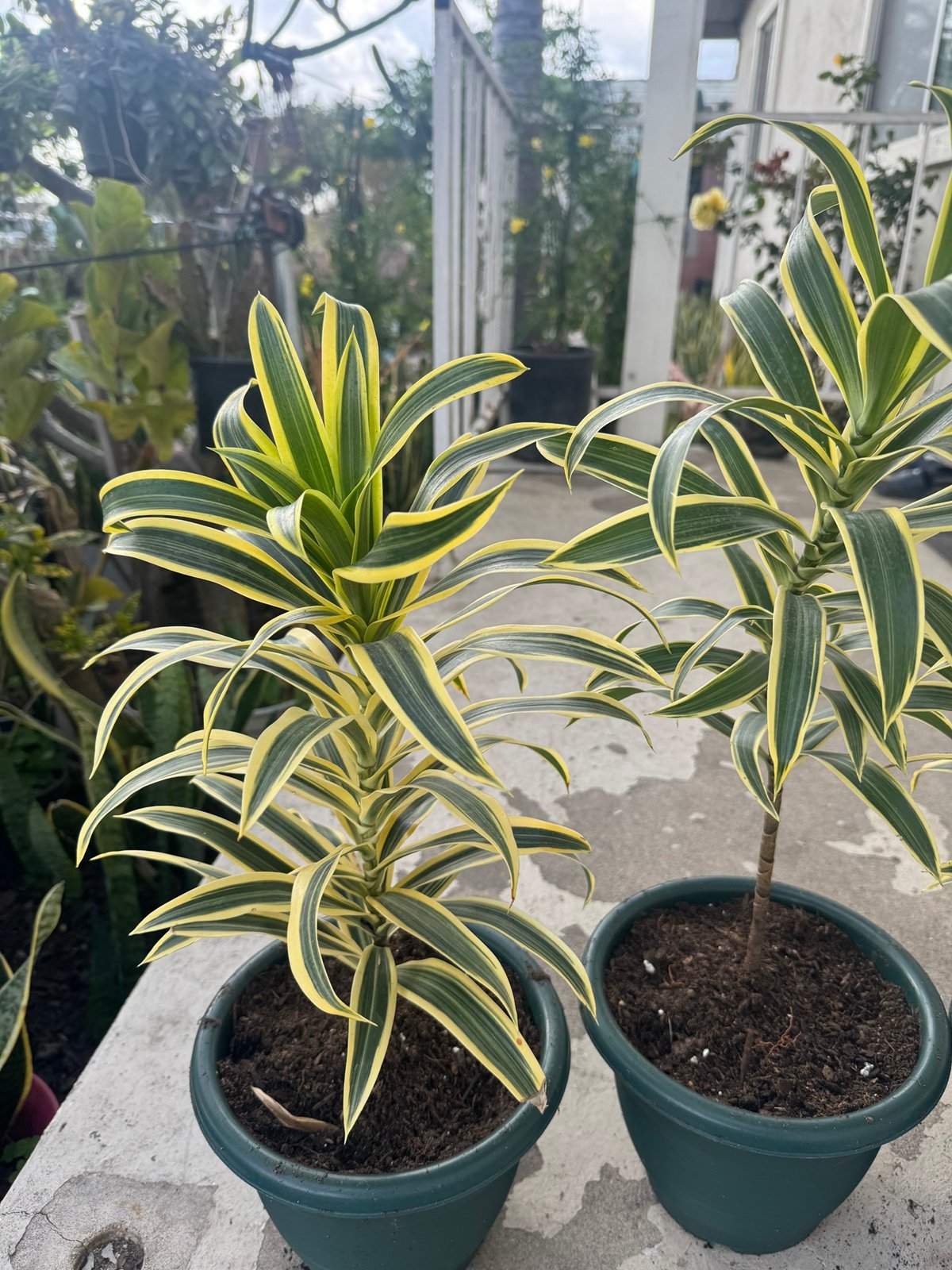 Live Dracaena song of India rooted