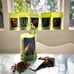 Cultivated Seed Start Gift Box | Six Varieties - 1 Box