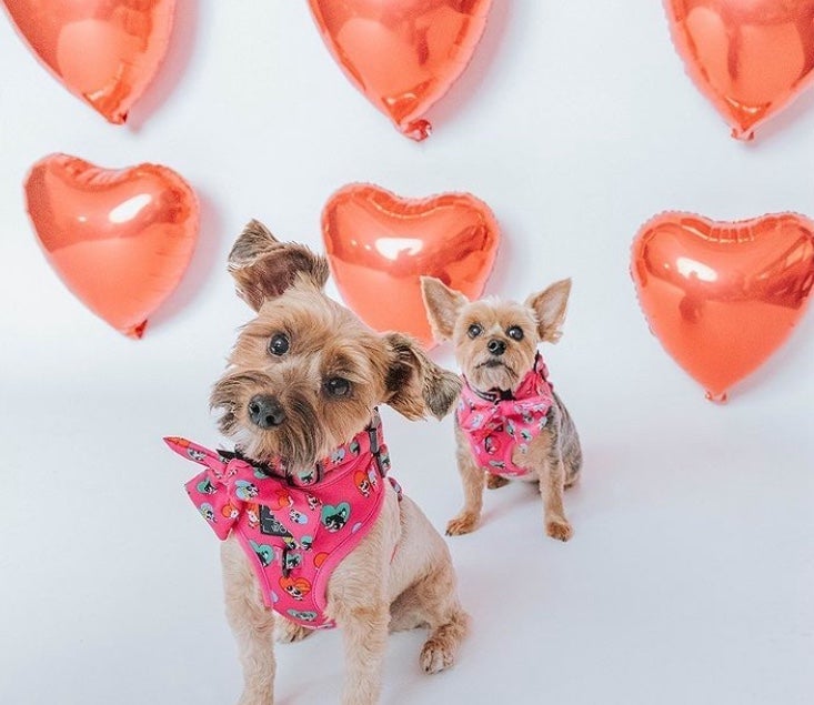 Power Puff Harness Bundle