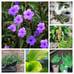 Bundle of 6 Big Plant Starters