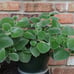 Bundle of 6 Big Plant Starters