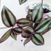 Bundle of 6 Big Plant Starters
