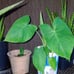 Bundle of 6 Big Plant Starters