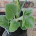 Bundle of 6 Big Plant Starters