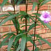 Bundle of 6 Big Plant Starters