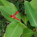 Bundle of 6 Big Plant Starters