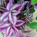 Bundle of 6 Big Plant Starters