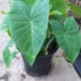 Bundle of 6 Big Plant Starters
