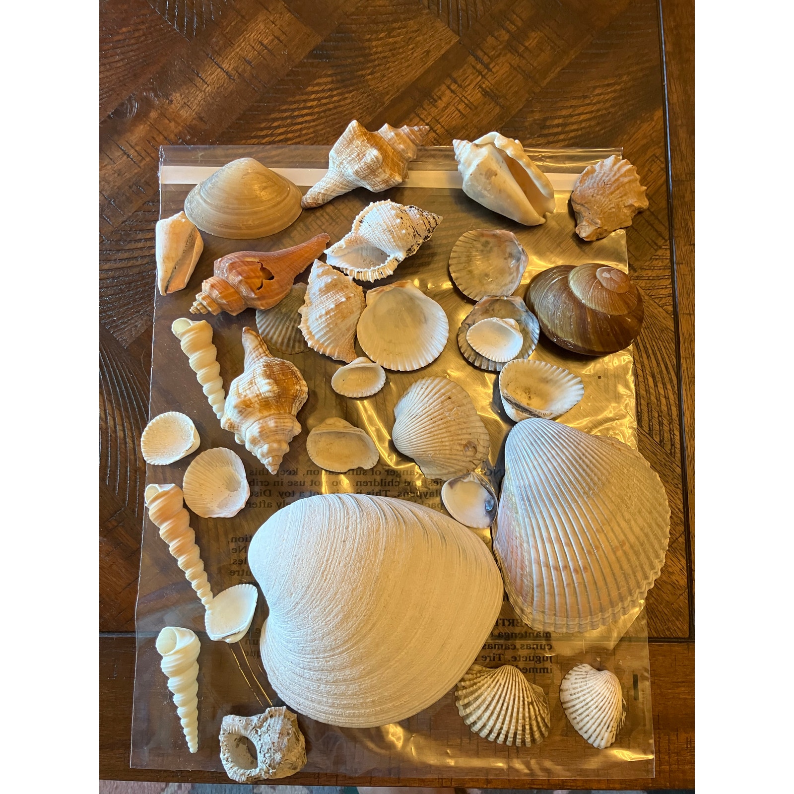 Sea Shells Assorted Sizes, Approximately 2lbs, Ocean, Nautical, Crafting Decor