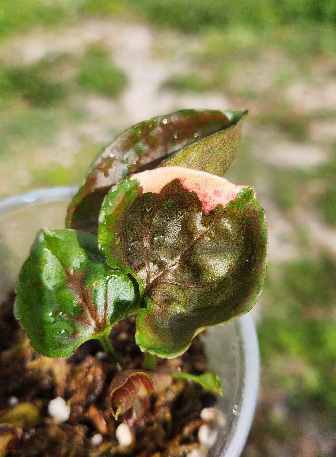 Strawberry Ice Syngonium
