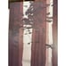 JERRY SCHURR Vintage 1982 Summa Gallery “Muir Woods” 22” x 39”