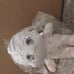 Atsushi Nakajima plushie