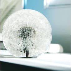 Dandelion in Resin Ball in Gift Box, 2.75inch