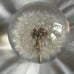 Dandelion in Resin Ball in Gift Box, 2.75inch