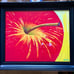 Apple Art Giclee Print, Apple painting for Kitchen decor Mother's Day Gift