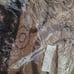 Pashmina shawl/scarf
