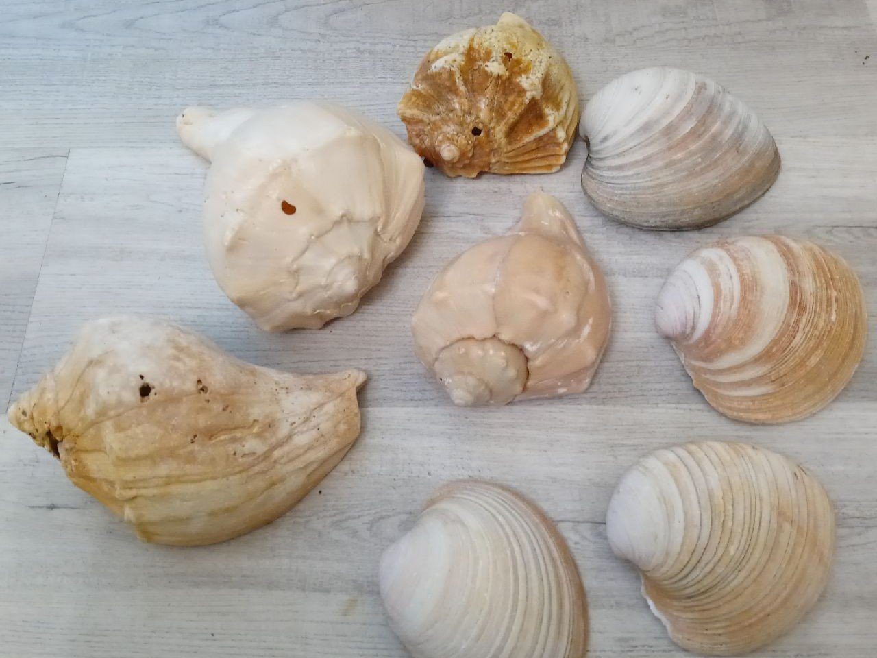 Beautiful Large sea shells