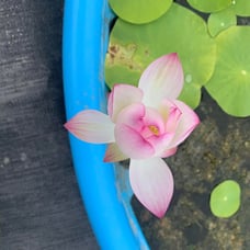 Pink and White Lotus live plant Tuber Rhizome ready to grow and bloom this year