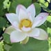 Pink and White Lotus live plant Tuber Rhizome ready to grow and bloom this year