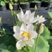 Pink and White Lotus live plant Tuber Rhizome ready to grow and bloom this year