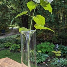 Innermost Art Glass Vase by Artist Yee-Ling Wan