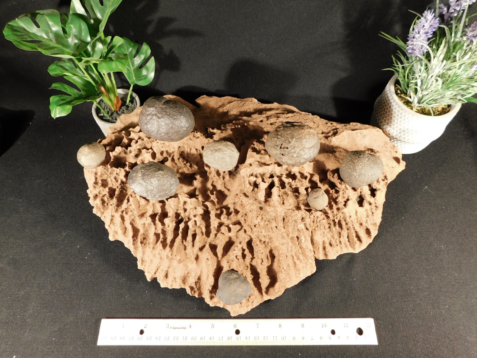 EIGHT! Moqui Marbles on a HUGE! Natural Navajo Sandstone Formation Utah 7047gr