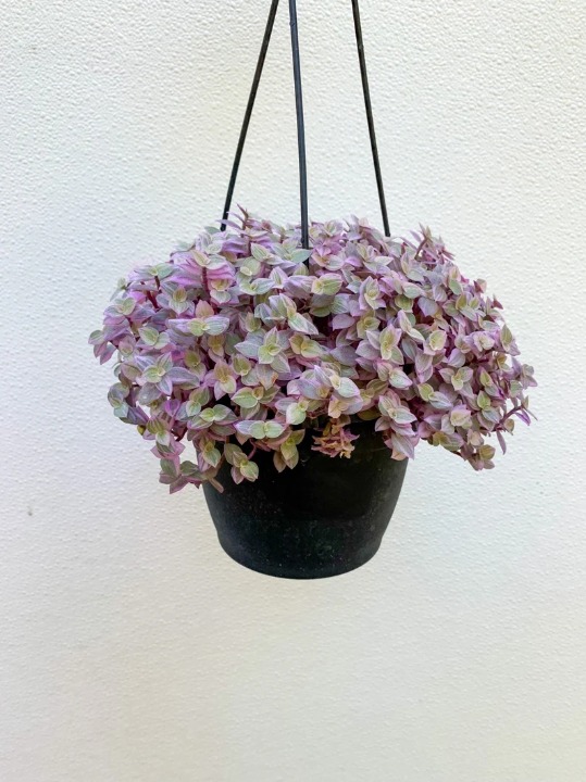 Callisia Repens Tradescantia Pink Panther ( Pink Lady / Pink Bubble ) 6 Pot Wit