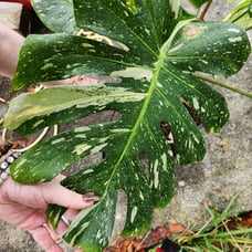 Mature top cut Thai Constellation high variegation