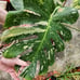 Mature top cut Thai Constellation high variegation