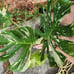 Mature top cut Thai Constellation high variegation