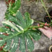 Mature top cut Thai Constellation high variegation